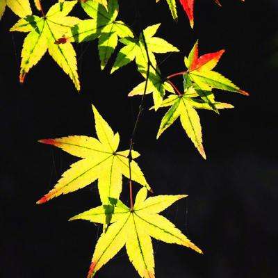 攻坚特勤手游下载